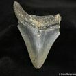 Inch Megalodon Tooth #700-1